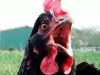 Vogelpest 2016 - H5N8 - Aufstallung in Risikogebieten