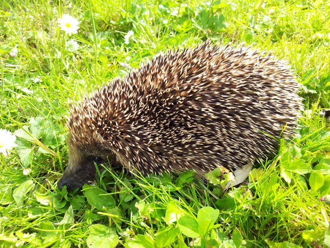 25.05.2013 - Ein Gast zu Besuch