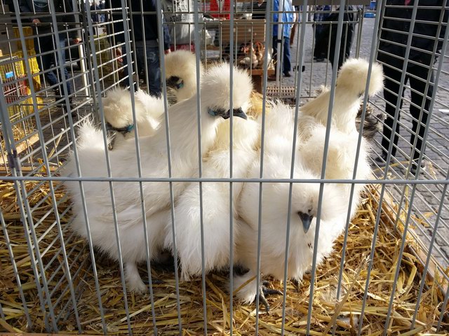 Geflügelmarkt (Kaninchenmarkt / Tiermarkt) in Mol / Belgien