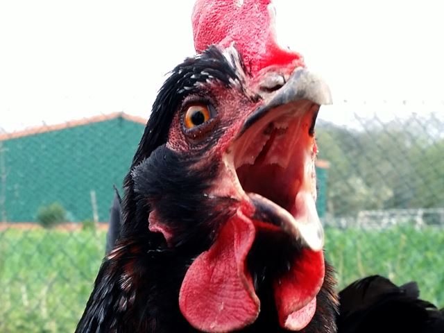 Vogelgrippe-Virus H5N8 (2014) – Stallpflicht-Gebiete stehen fest!