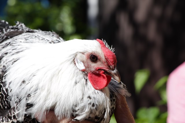 Tierbesprechung 2016 - mit Karl-Otto Semmler